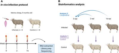 Timing of Transcriptomic Peripheral Blood Mononuclear Cell Responses of Sheep to Fasciola hepatica Infection Differs From Those of Cattle, Reflecting Different Disease Phenotypes